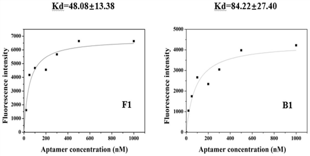 A screening method for nucleic acid aptamer specifically binding to sarafloxacin hydrochloride