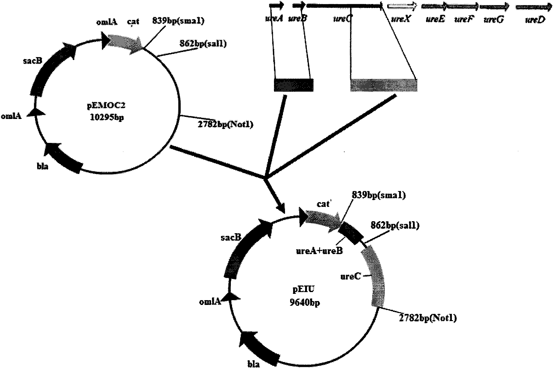 Porcine mycoplasmal pneumonia and porcine infectious actinobacillus pleuropneumoniae serum 1 type gene engineering strain vaccine and application thereof