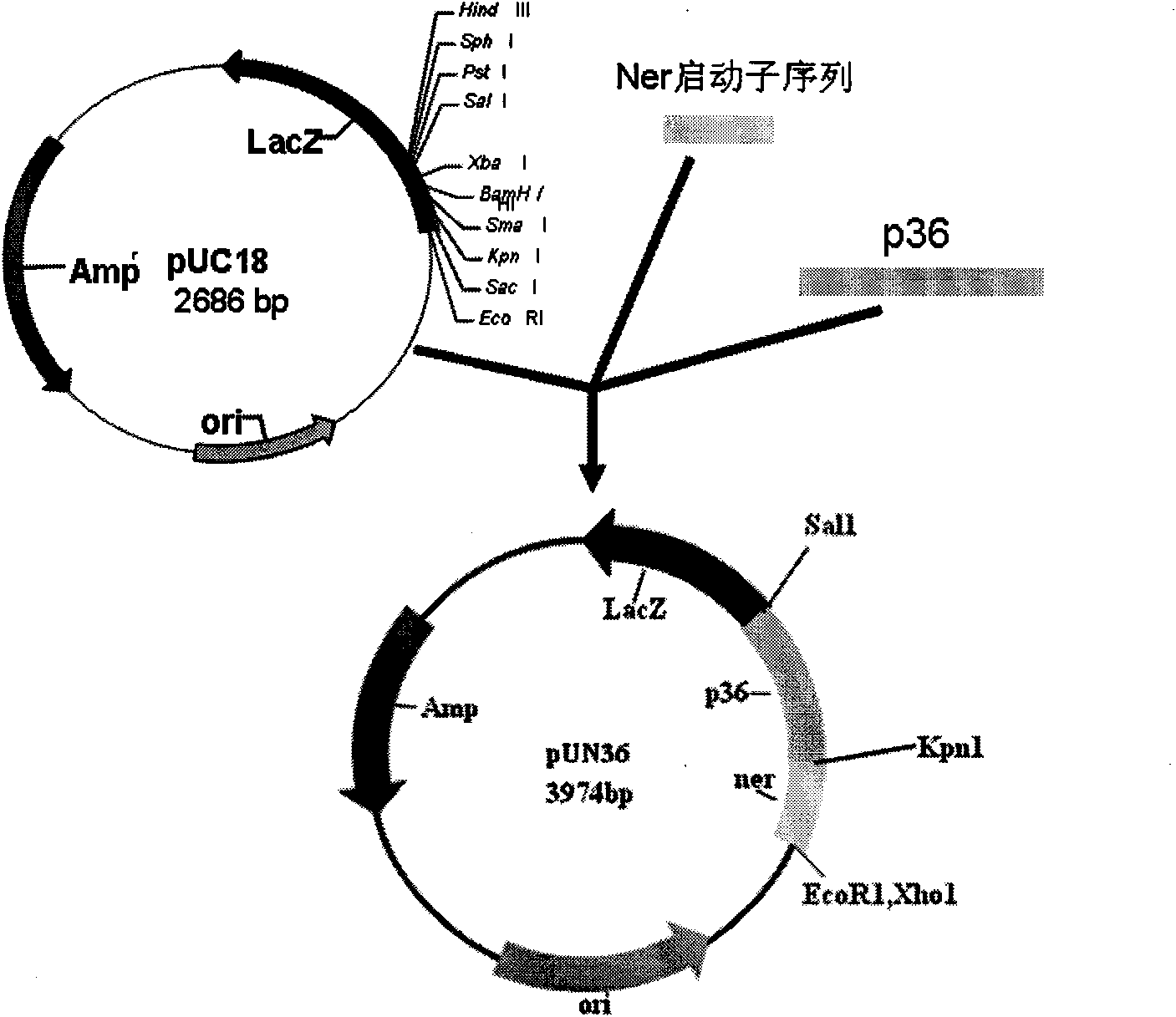 Porcine mycoplasmal pneumonia and porcine infectious actinobacillus pleuropneumoniae serum 1 type gene engineering strain vaccine and application thereof