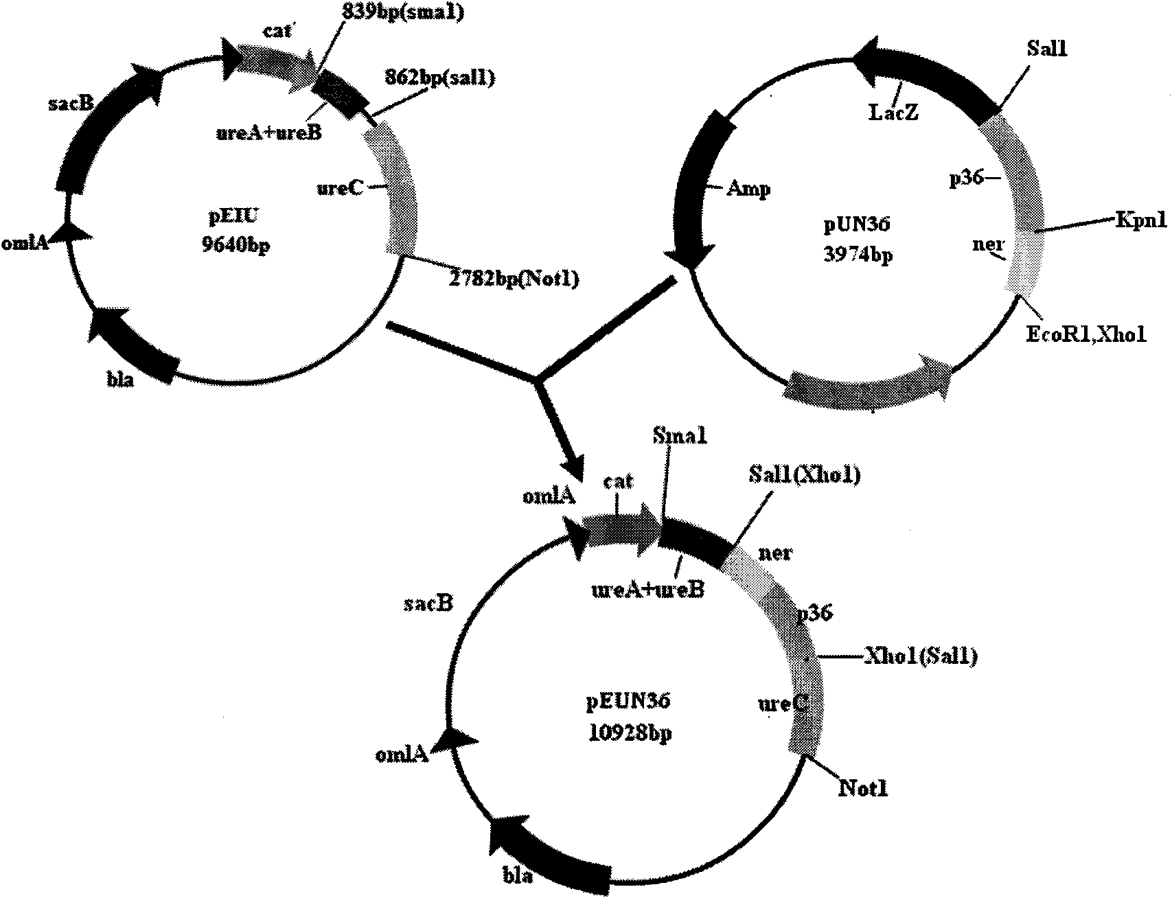 Porcine mycoplasmal pneumonia and porcine infectious actinobacillus pleuropneumoniae serum 1 type gene engineering strain vaccine and application thereof