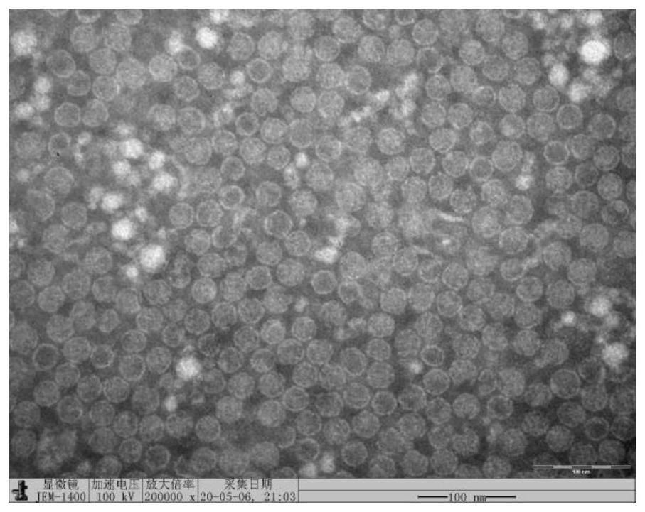 Virus-like particle containing novel coronavirus nucleic acid as well as preparation method and application of virus-like particle