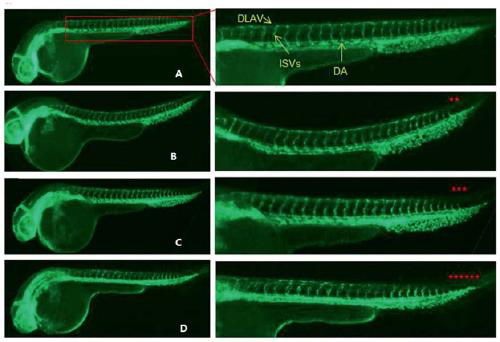 Method for constructing GC-MC fingerprint of ferula asafetida volatile oil and application of ferula asafetida volatile oil