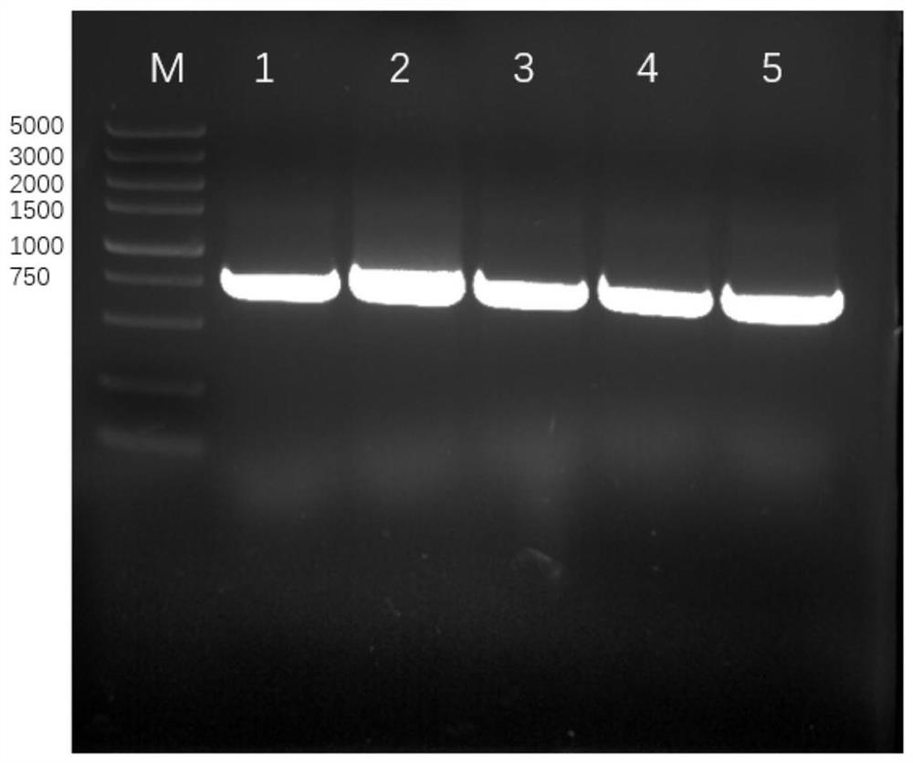 A method for preparing α, β unsaturated fatty acids by using fatty acid as raw material and utilizing Escherichia coli engineering bacteria