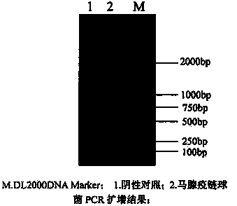 Strangles streptococcus strain XZ1 and application of strangles streptococcus strain XZ1 in strangles vaccine