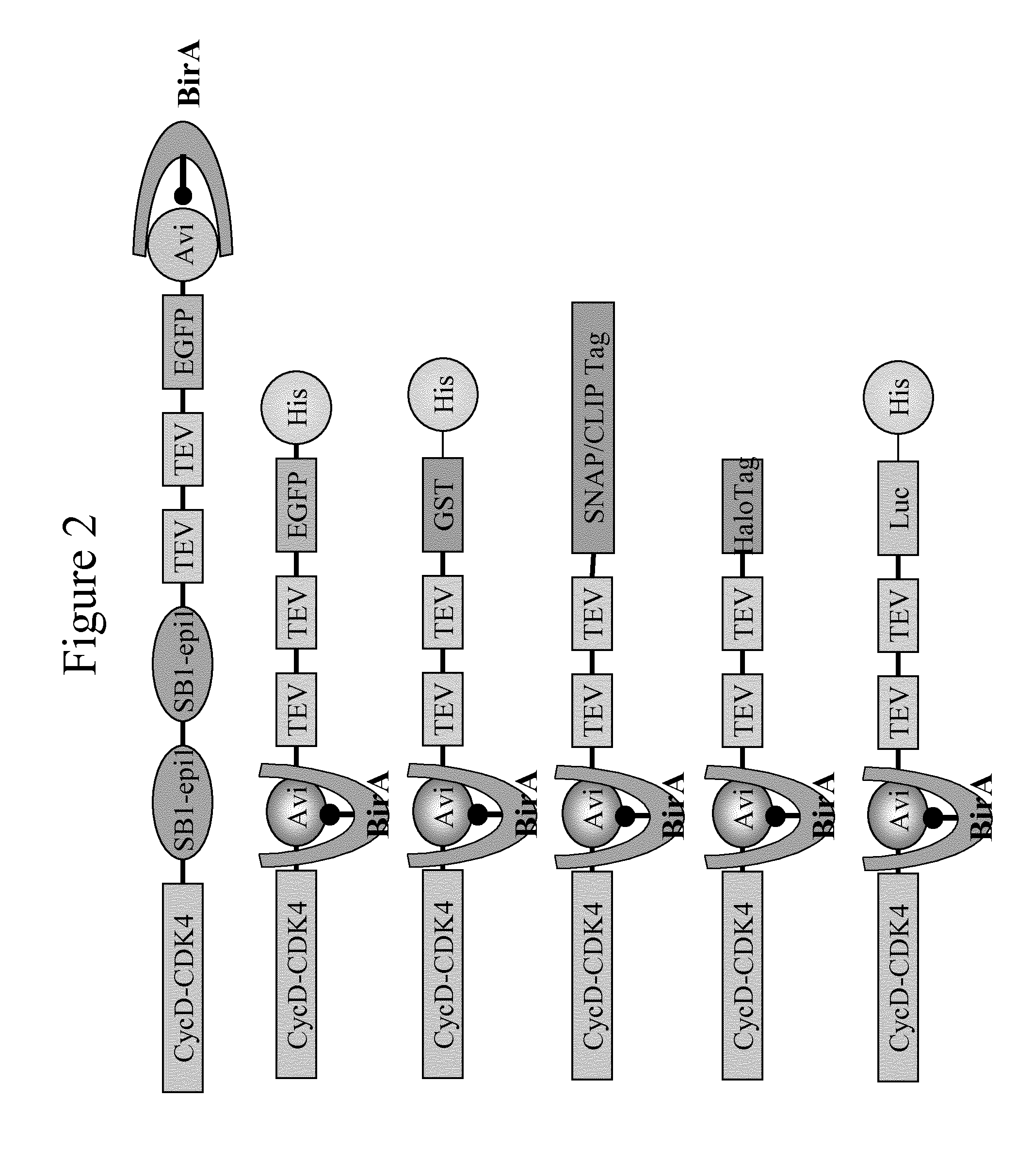 Immobilised cyclin-dependent kinase 4 fusion proteins and uses thereof