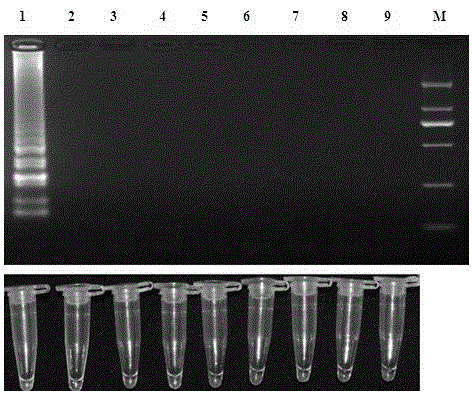 Aspergillus flavus LAMP (loop-mediated isothermal amplification) detection primer and visualized detection method thereof