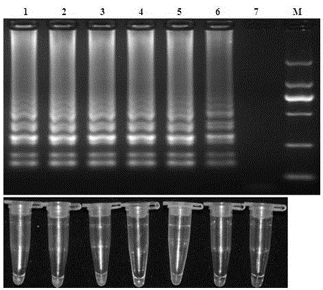 Aspergillus flavus LAMP (loop-mediated isothermal amplification) detection primer and visualized detection method thereof