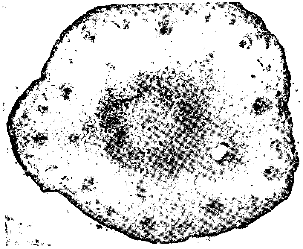 Preparation method of paraffin section of pear flower tissue