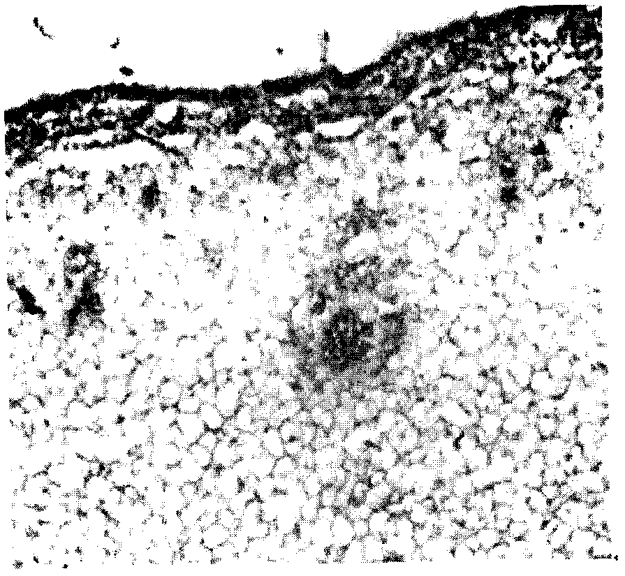 Preparation method of paraffin section of pear flower tissue