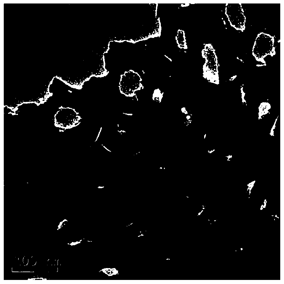 Rhodium-doped strontium titanate inverse opal material, production method of rhodium-doped strontium titanate inverse opal material and application of rhodium-doped strontium titanate inverse opal material in piezoelectric synergistic photocatalytic removal of organic pollutants