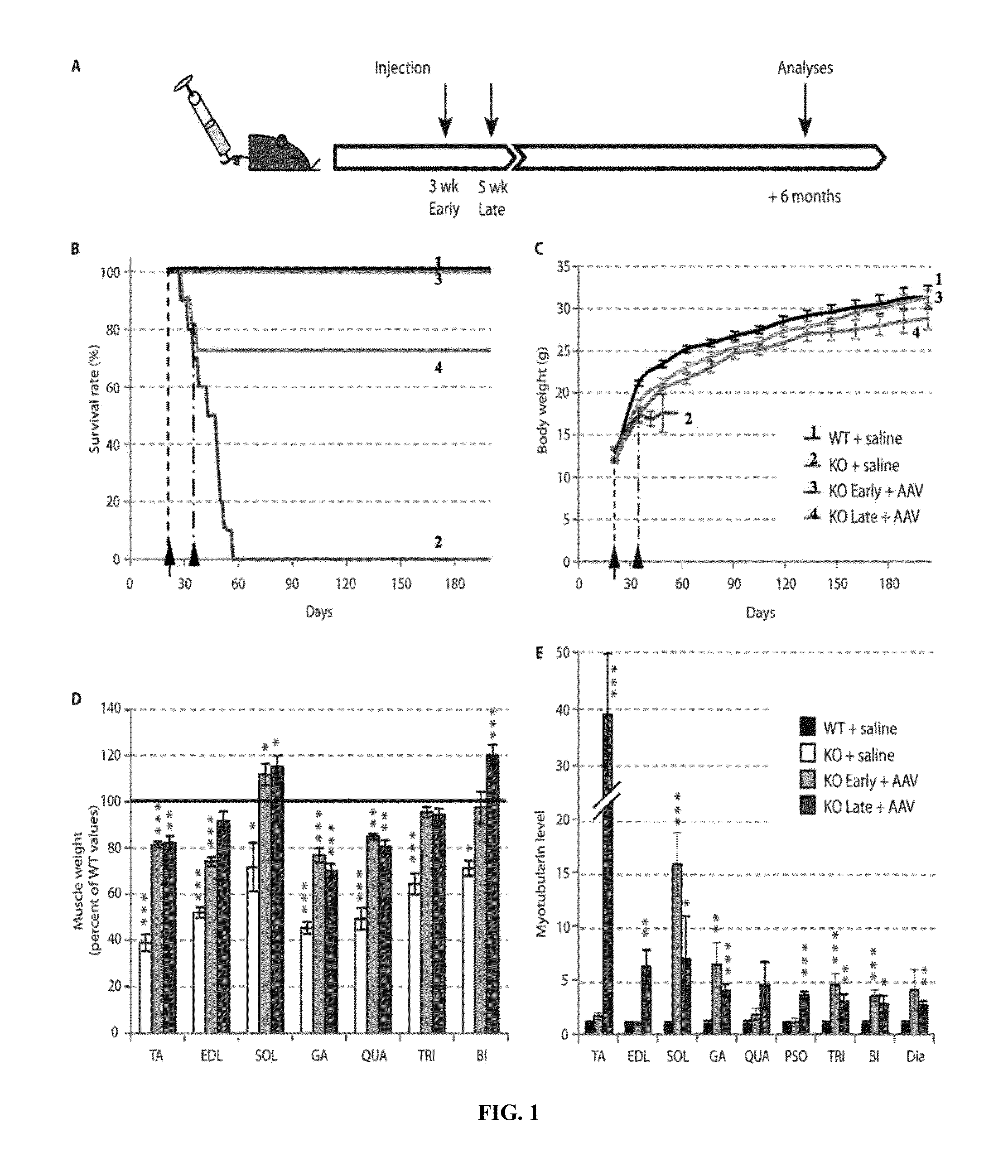 Systemic Gene Replacement Therapy for Treatment of X-Linked MyoTubular Myopathy (XLMTM)