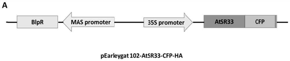 Application of arabidopsis thaliana AtSR33 gene in inhibition of turnip mosaic virus infection