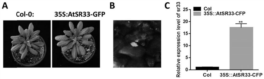 Application of arabidopsis thaliana AtSR33 gene in inhibition of turnip mosaic virus infection