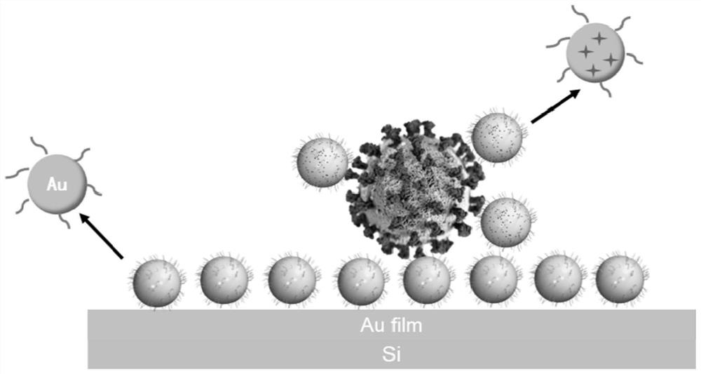 Method for detecting new coronavirus SARS-CoV-2 antigen by combining two-dimensional plane with SERS (Surface Enhanced Raman Scattering)