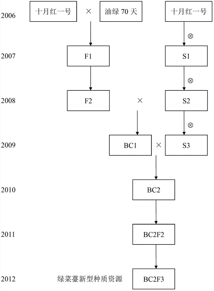 Breeding method of novel germplasm resource of green tender flower stalk