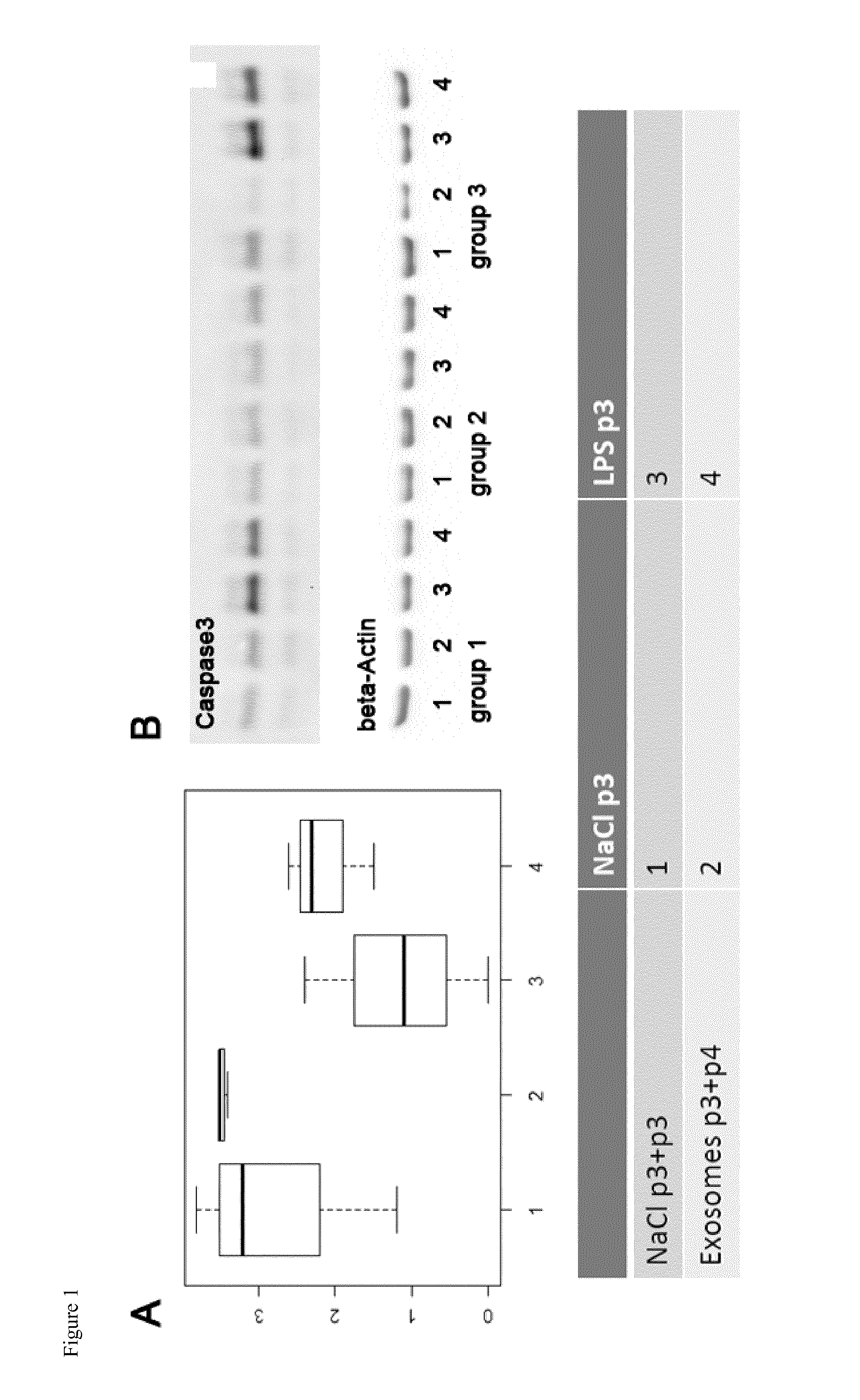 Use of Preparations Comprising Exosomes Derived From Mesenchymal Stem Cells (MSCs) in the Prevention and Therapy of Inflammatory Conditions