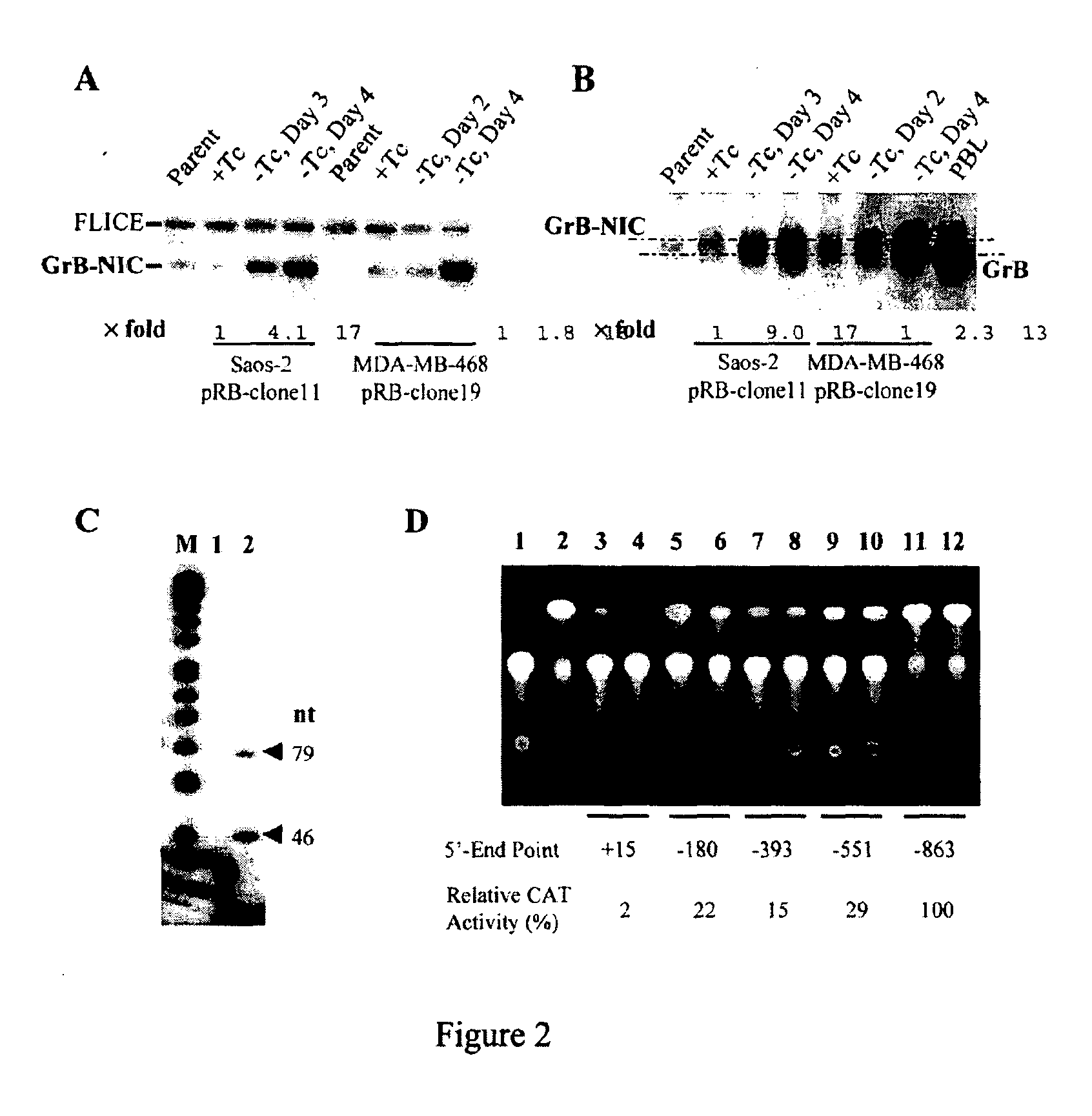 Endogenous granzyme B in non-immune cells