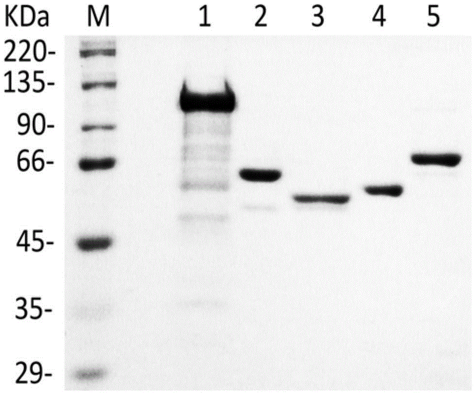 Method for enzymatically synthesizing astragalin