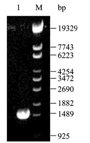 Construction method for producing succinic acid Escherichia coli gene engineering bacteria by means of xylose-metabolism