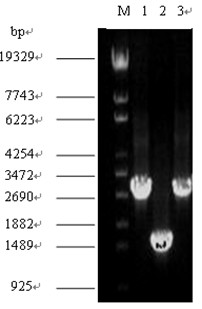 Construction method for producing succinic acid Escherichia coli gene engineering bacteria by means of xylose-metabolism