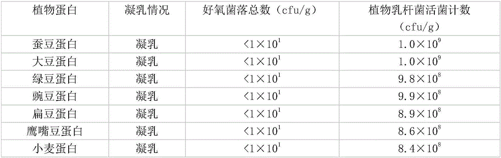 Fermented product added with lactobacillus plantarum proliferation agent and preparation method thereof