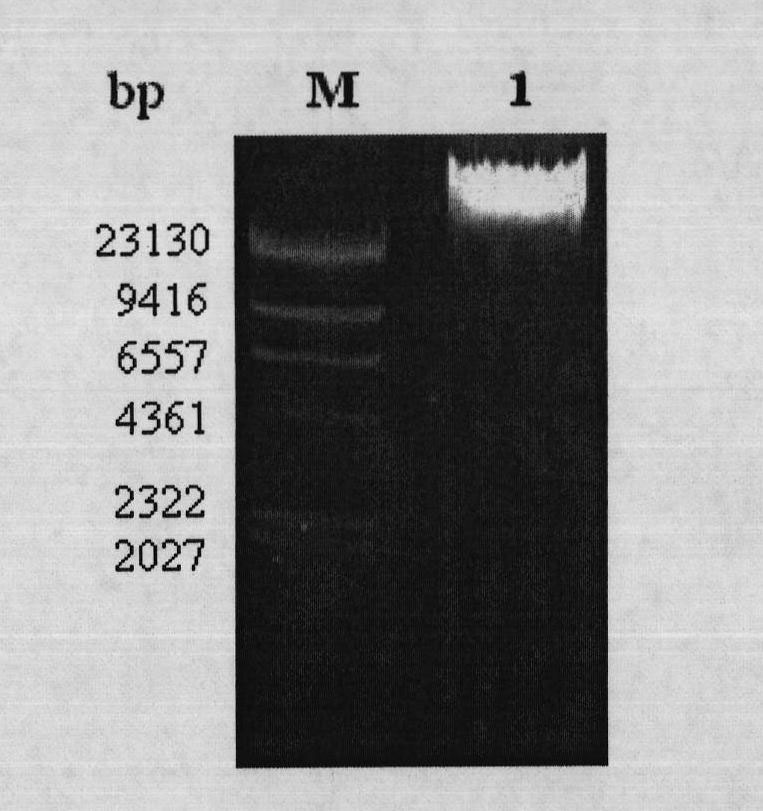 Gluconobacter oxydans-pyrroloquiniline quinone (PQQ) synthetic protein system and gene cluster for coding same