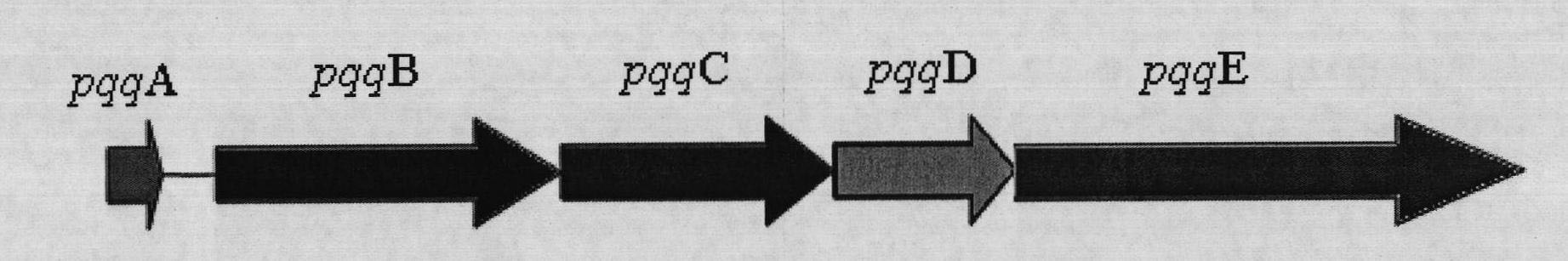 Gluconobacter oxydans-pyrroloquiniline quinone (PQQ) synthetic protein system and gene cluster for coding same