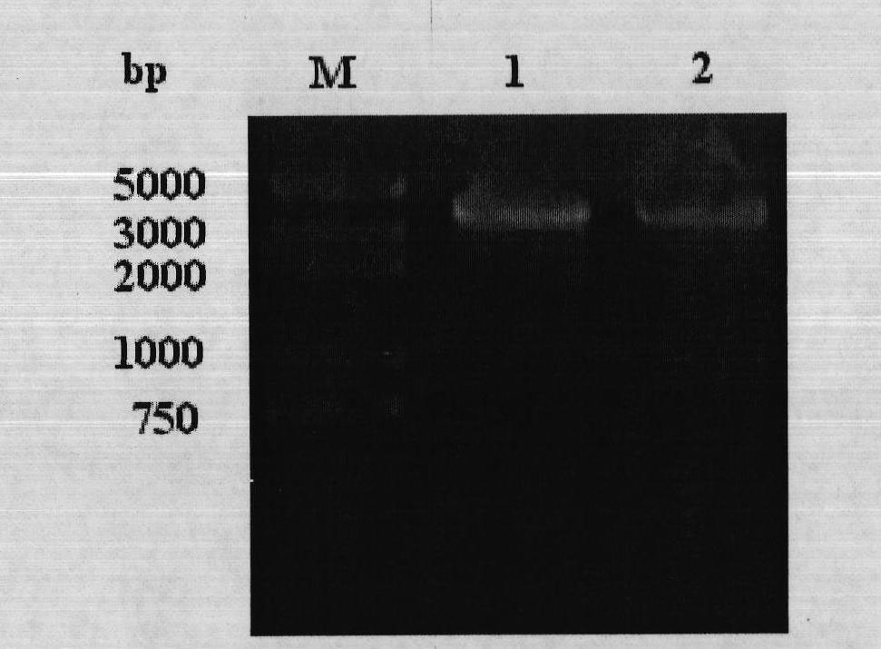 Gluconobacter oxydans-pyrroloquiniline quinone (PQQ) synthetic protein system and gene cluster for coding same