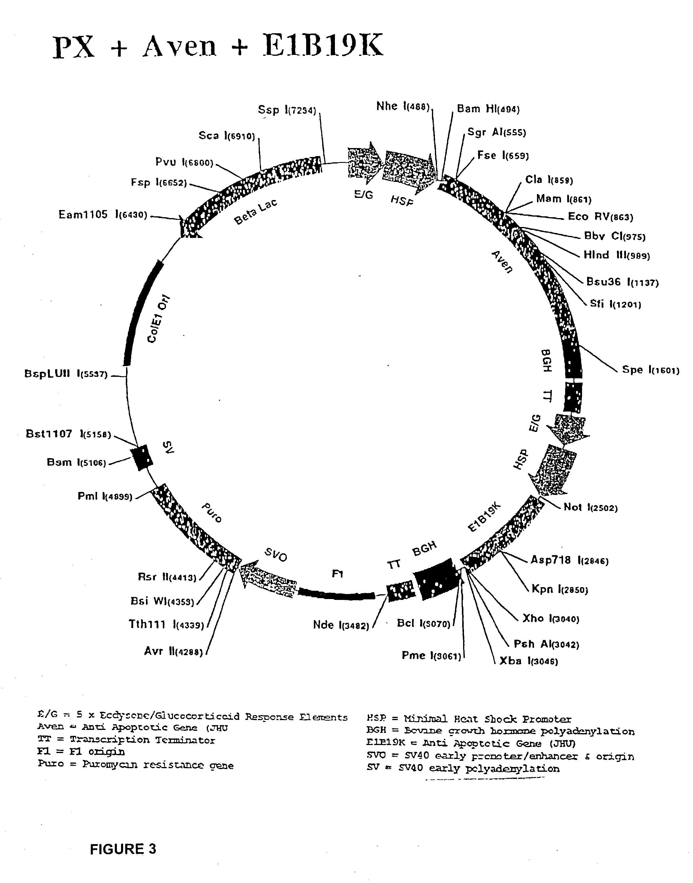 Inhibition of apoptosis process and improvement of cell performance