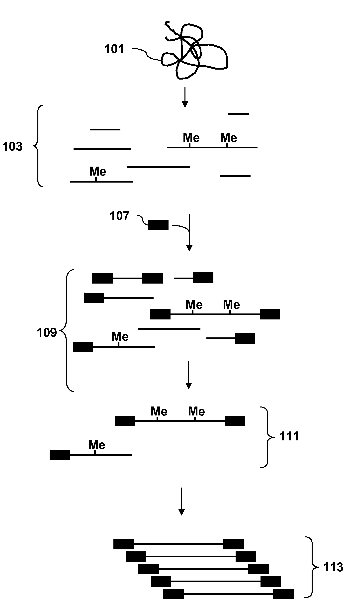 Analysis of methylation using selective adaptor ligation