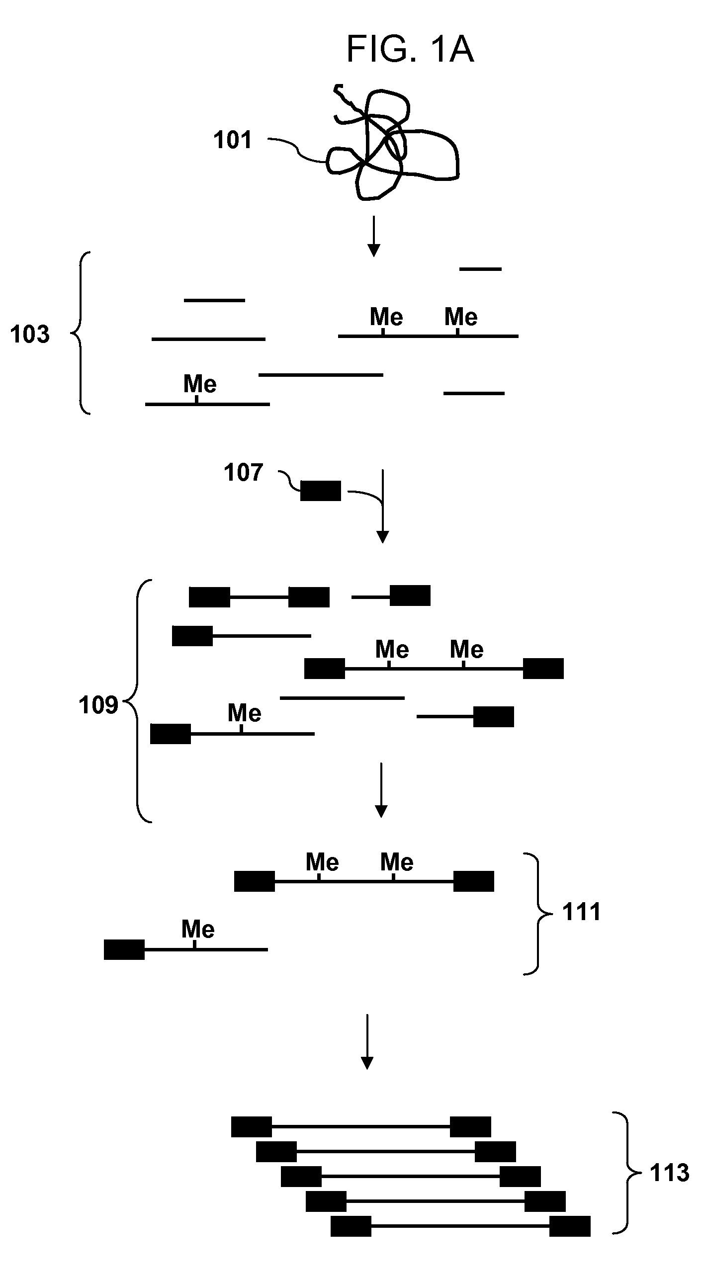 Analysis of methylation using selective adaptor ligation