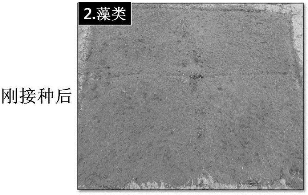 Composition for ecological restoration using and method for restoring the degraded ecology by them