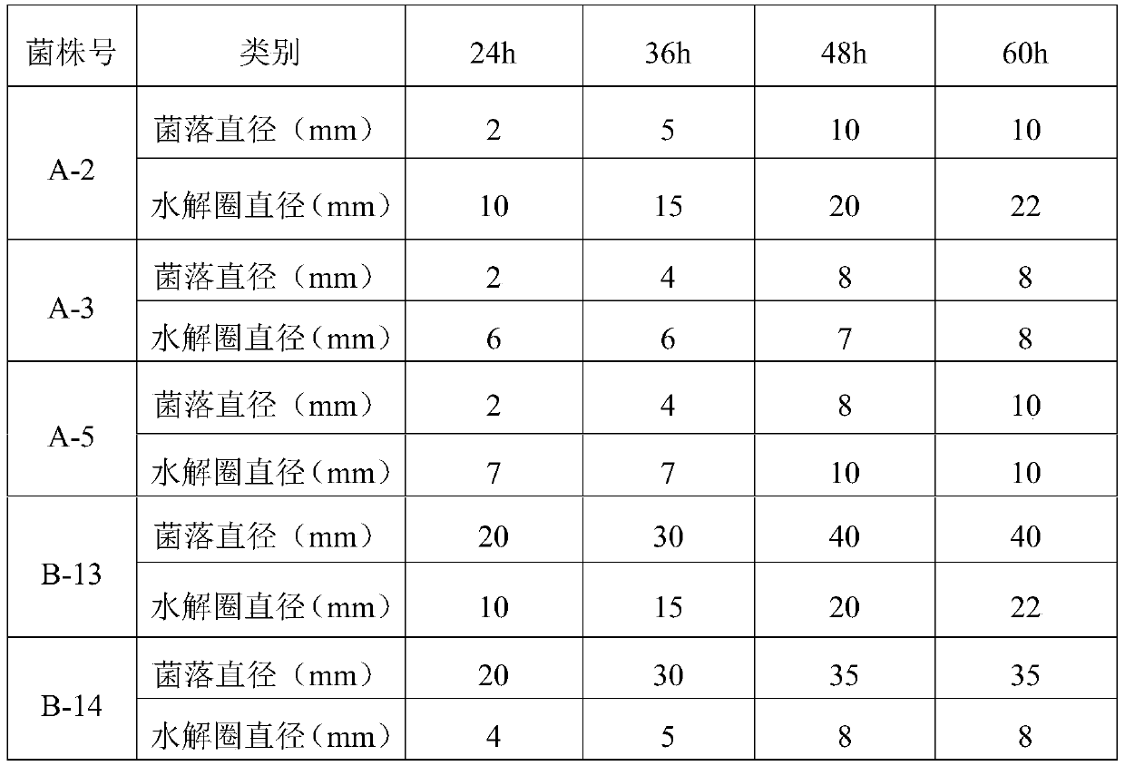 Bacillus siamensis, microbial agent containing bacillus siamensis and application thereof