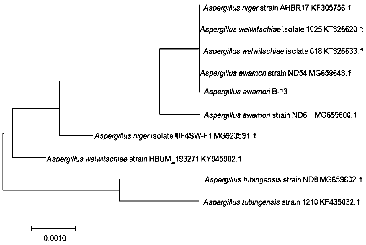 Bacillus siamensis, microbial agent containing bacillus siamensis and application thereof