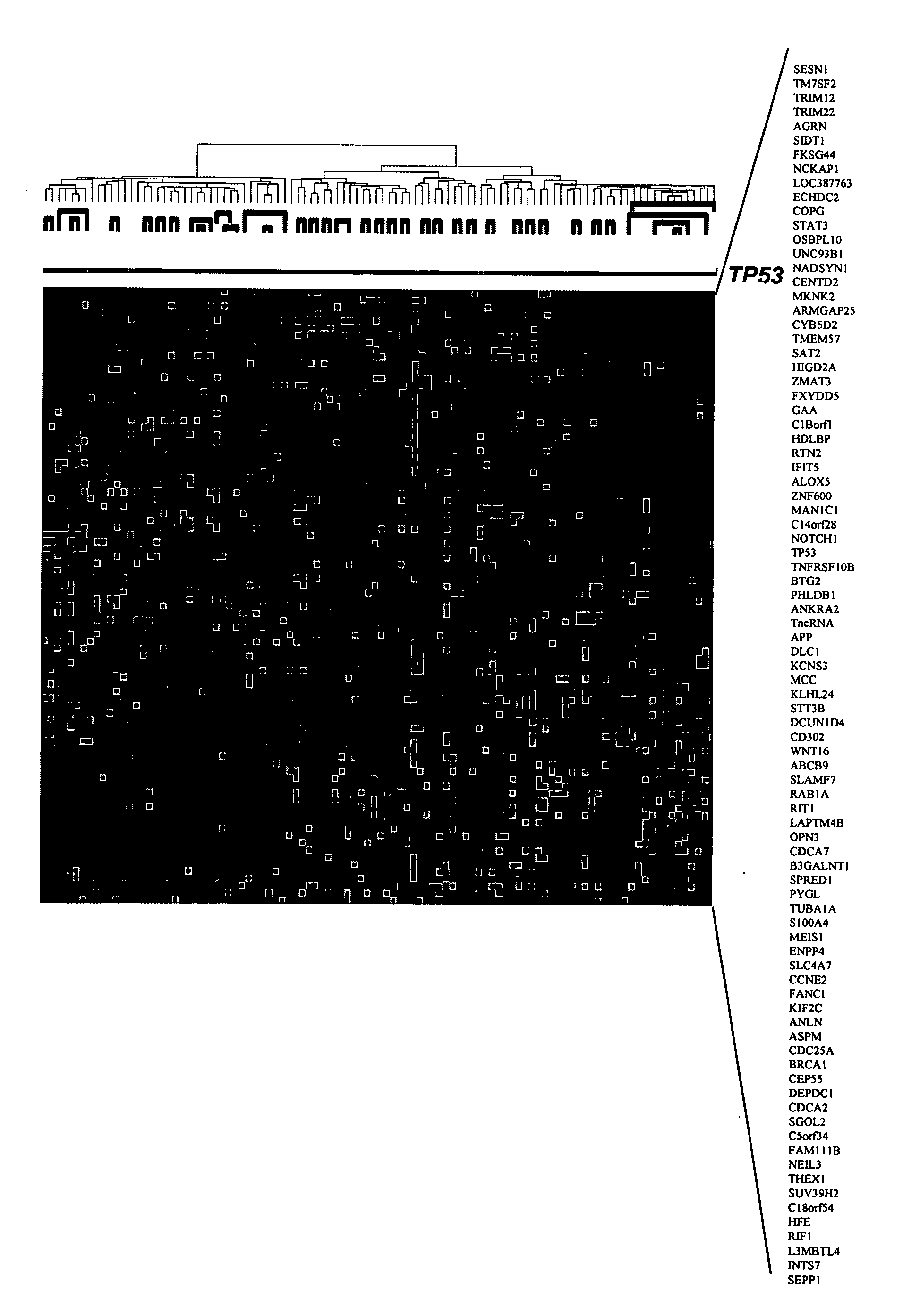 TP53 gene expression and uses thereof