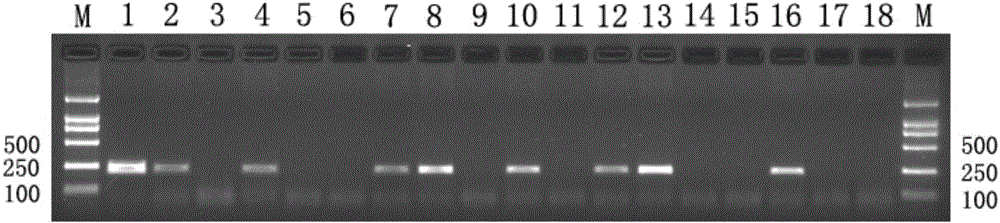 Anti-toxoplasma composition drug and screening method thereof