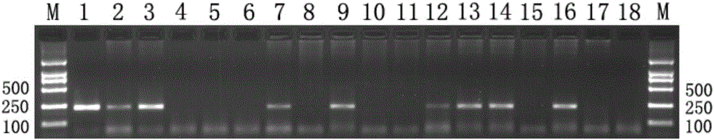 Anti-toxoplasma composition drug and screening method thereof