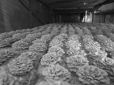 Schizophyllum commune strain, cultivation site and white ginseng