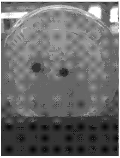 Tissue Culture Rooting Method of Tamarix jinta