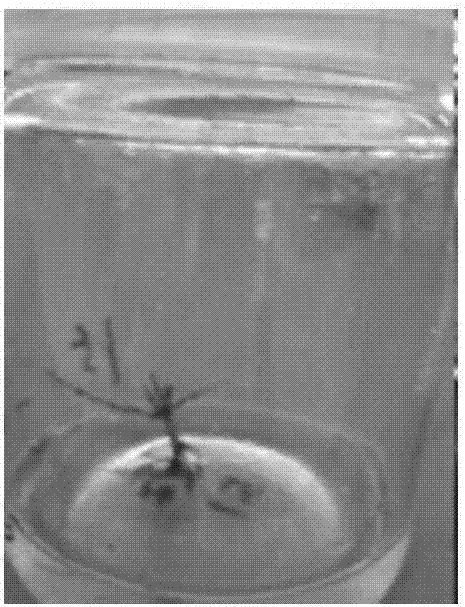 Tissue Culture Rooting Method of Tamarix jinta