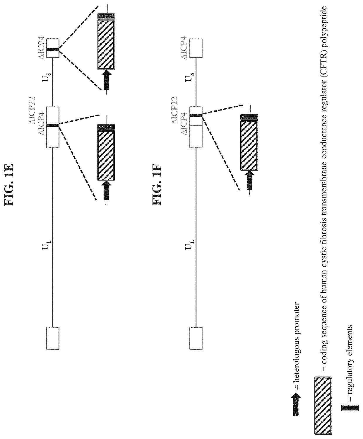 Compositions and methods for delivering CFTR polypeptides