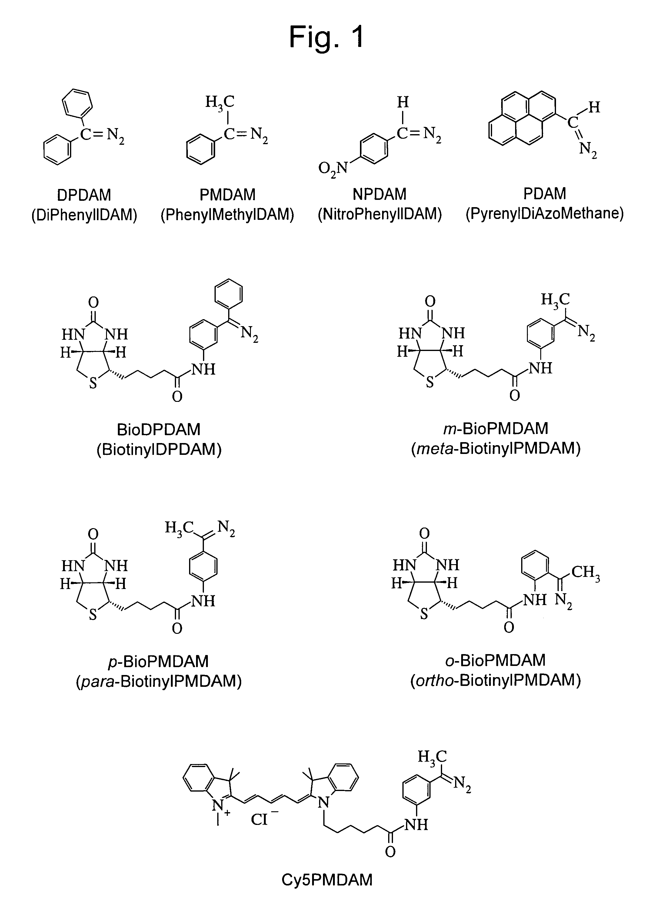 Method for fragmenting and labeling DNA involving abasic sites and phosphate labeling