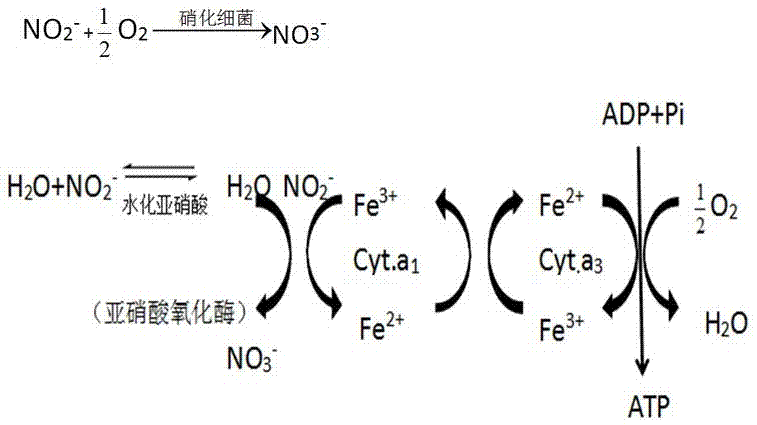 Rapid detection method for nitrification effect of nitrobacteria