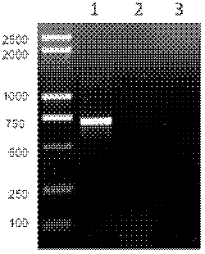 Vaccine for prevention and/or treatment of respiratory syncytial virus infection