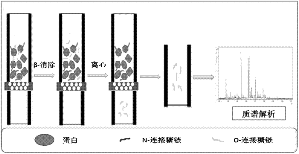 Filter membrane assisted separation and identification method for glycoprotein full O-linked carbohydrate chain in biological sample