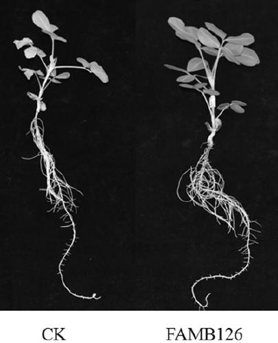 Rhizobium FAMB126 and application thereof