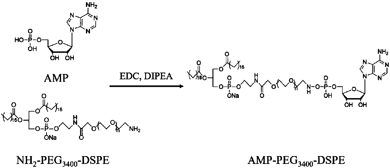 Adenosine monophosphate AMP complex and application thereof in preparation of tumor targeting nano-drug delivery system