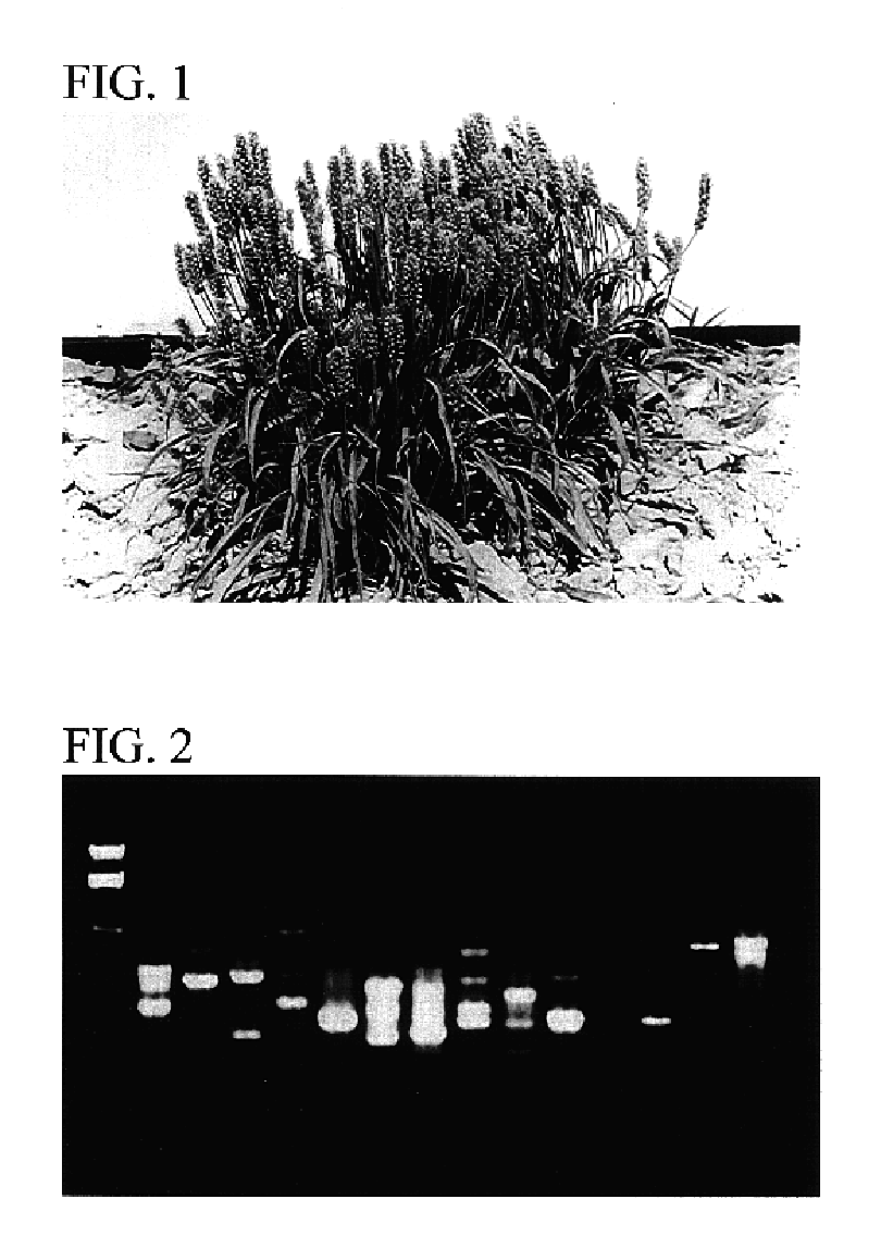 Plantago ovata plant named 'Mayuri'