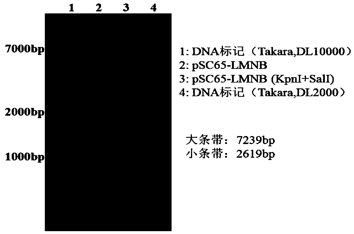 Recombinant virus vector, immune composition containing same, and use