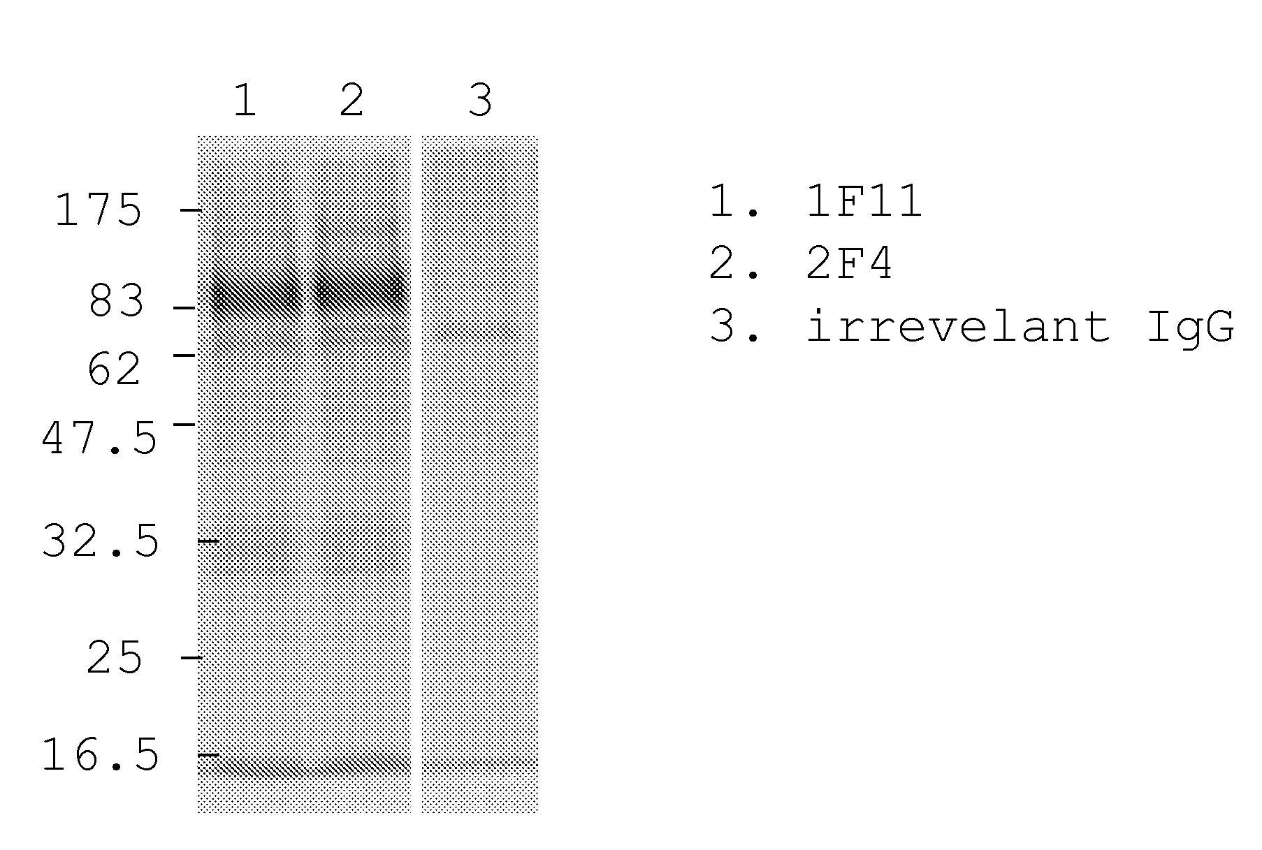 Human cytomegalovirus neutralising antibodies and use thereof